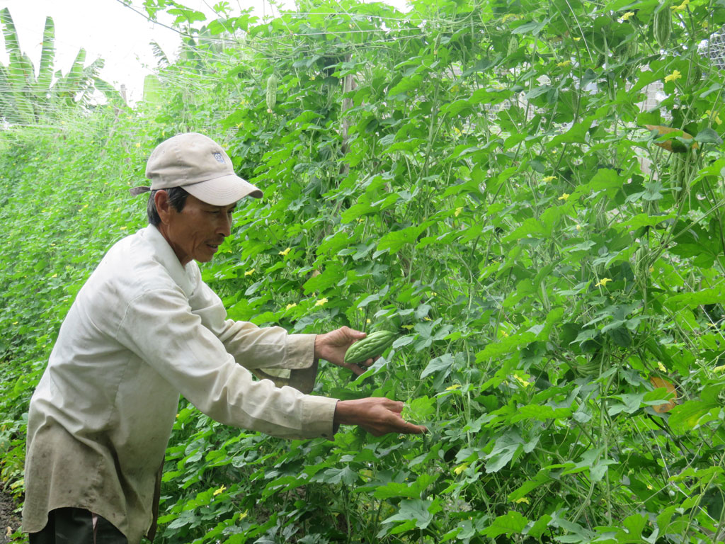 Ông Châu Văn Xuân (ấp 4, xã Mỹ Thạnh, huyện Thủ Thừa) - thành viên HTX Nông nghiệp Mỹ Thạnh, bên ruộng khổ qua trồng theo hướng hữu cơ