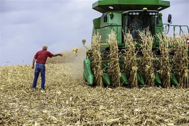 Nông dân thu hoạch ngô tại Hastings, bang Minnesota, Mỹ. (Ảnh: AFP/TTXVN)