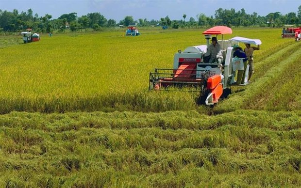  The application of advanced technology in preservation and processing is the most important factor in Vietnam’s rice value chain. Photo danviet.vn)