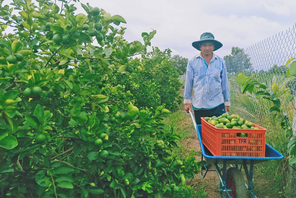 Anh Nguyễn Văn Hậu thu hoạch chanh