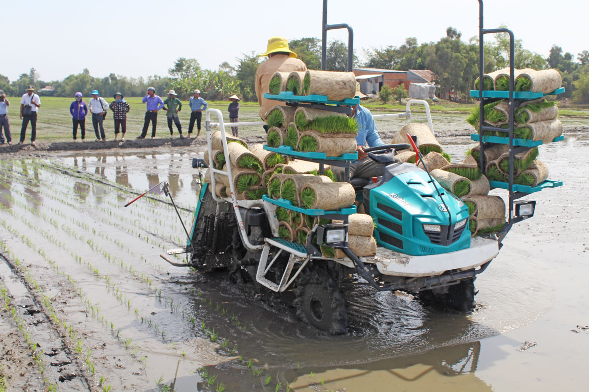 Nông dân trong vùng ứng dụng công nghệ cao áp dụng cấy lúa bằng máy