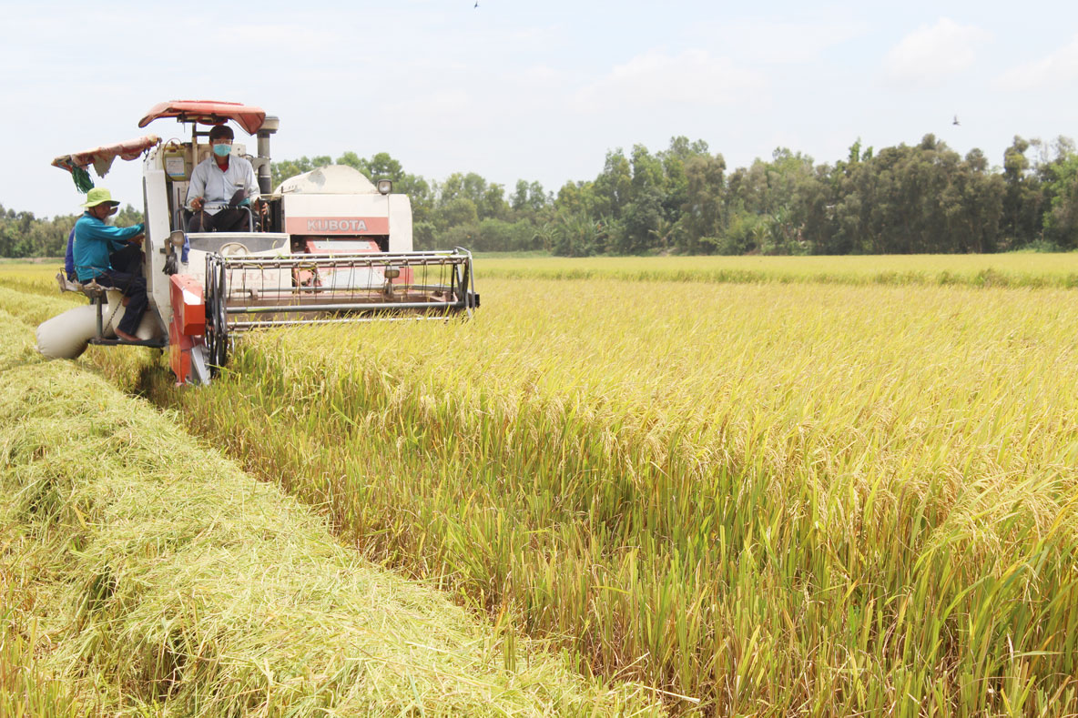 Cơ giới hóa giúp giảm nhân công lao động trong sản xuất lúa