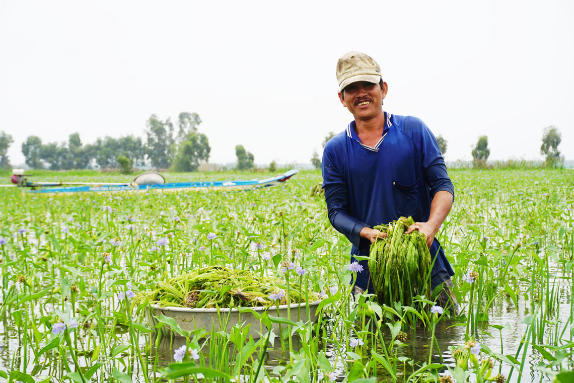 Bình quân mỗi người nhổ 30-50kg hẹ/ngày