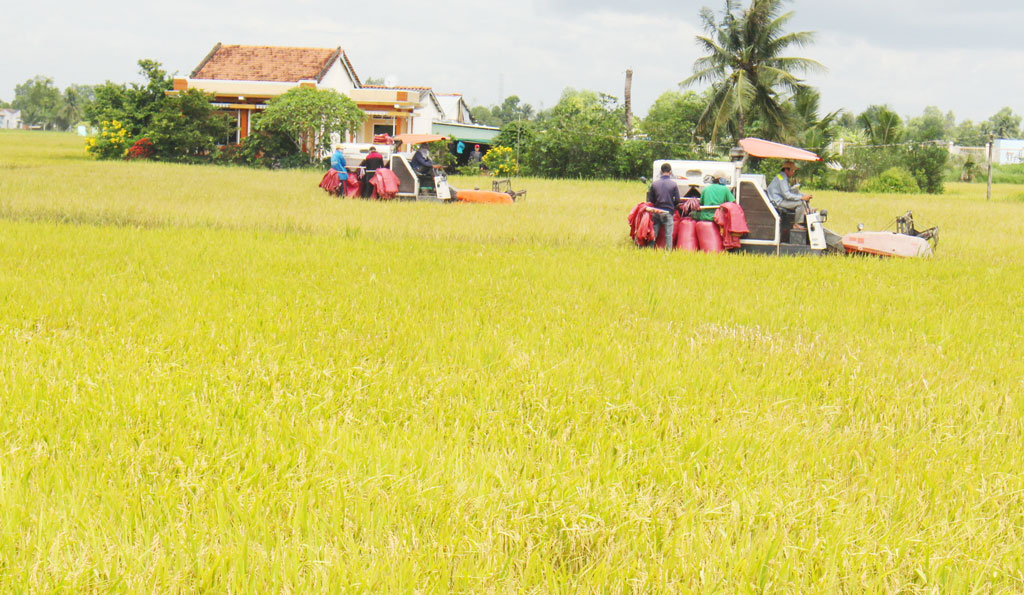 Mô hình cánh đồng lúa lớn tại Phước Đông cho hiệu quả cao