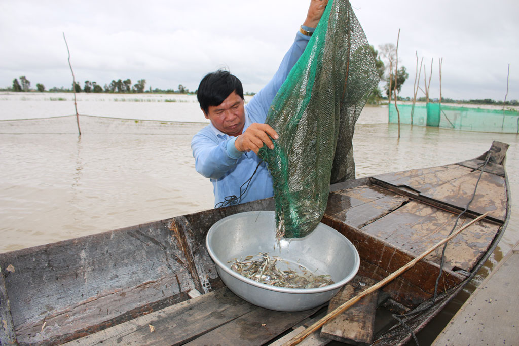 Dù lượng cá giảm nhưng mỗi ngày, anh Nguyễn Văn Cương (ấp Cả Nga, xã Vĩnh Lợi, huyện Tân Hưng) kiếm thu nhập 300.000-400.000 đồng trang trải cuộc sống