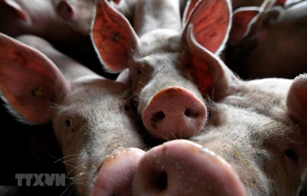 Timor Leste reports African swine fever outbreaks Illustrative image (Source: AFP/VNA)