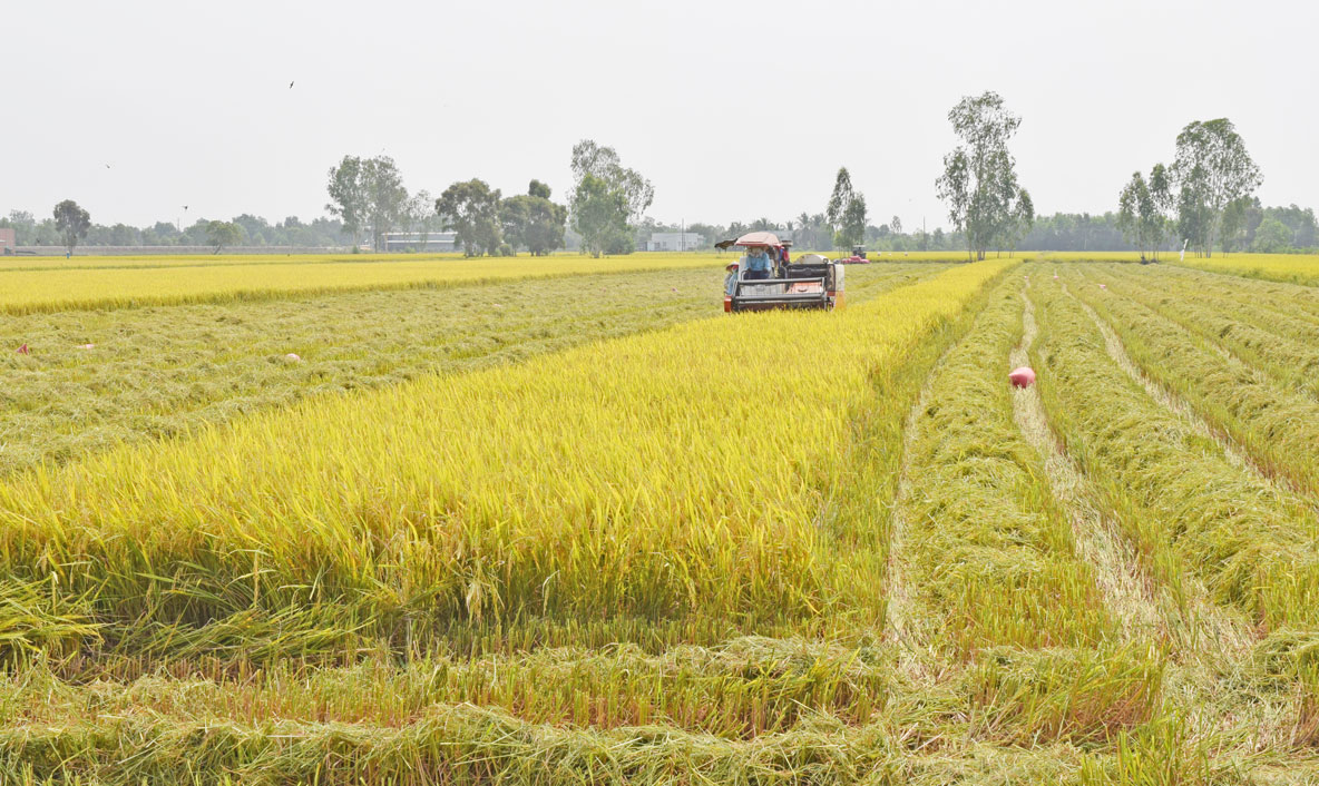  Hi-tech agricultural production achieves initial results