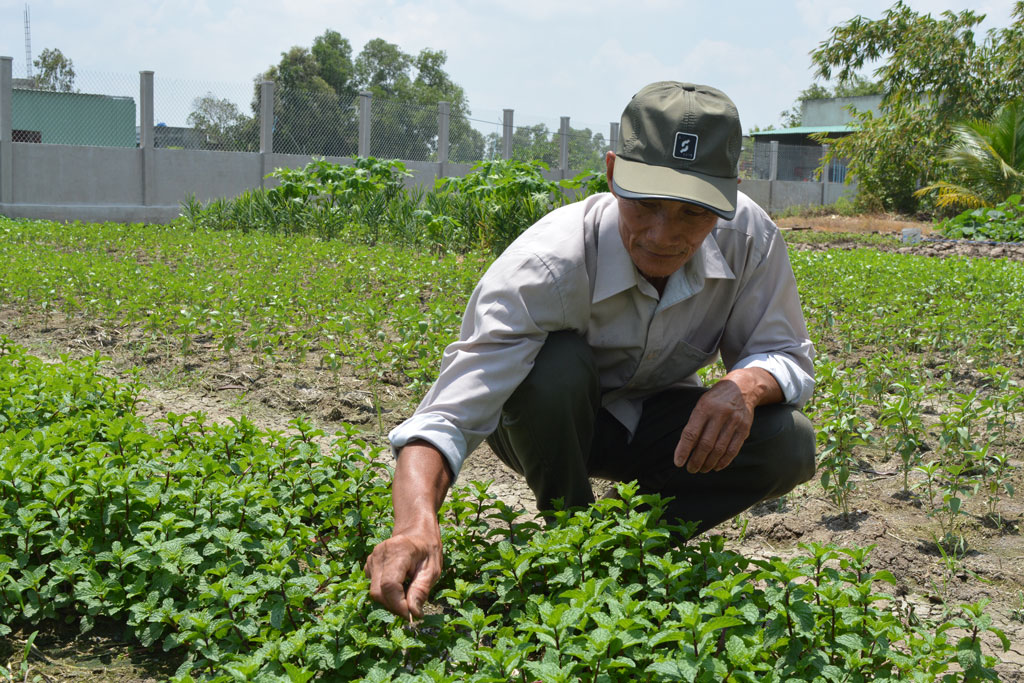 Tùy theo mùa, ông Nguyễn Văn Tắng trồng xen canh các loại rau khác nhau