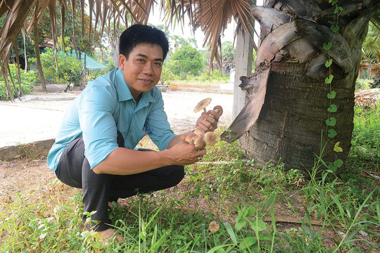 Nấm mối thường mọc nhiều ở những khu vườn thuộc thị trấn Tịnh Biên, xã An Phú và thị trấn Nhà Bàng