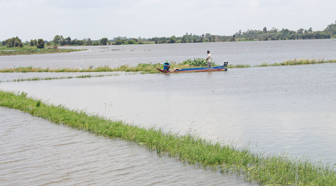 Nông dân mở đồng đón lũ, chuẩn bị gieo sạ lúa vụ Đông Xuân khi lũ rút