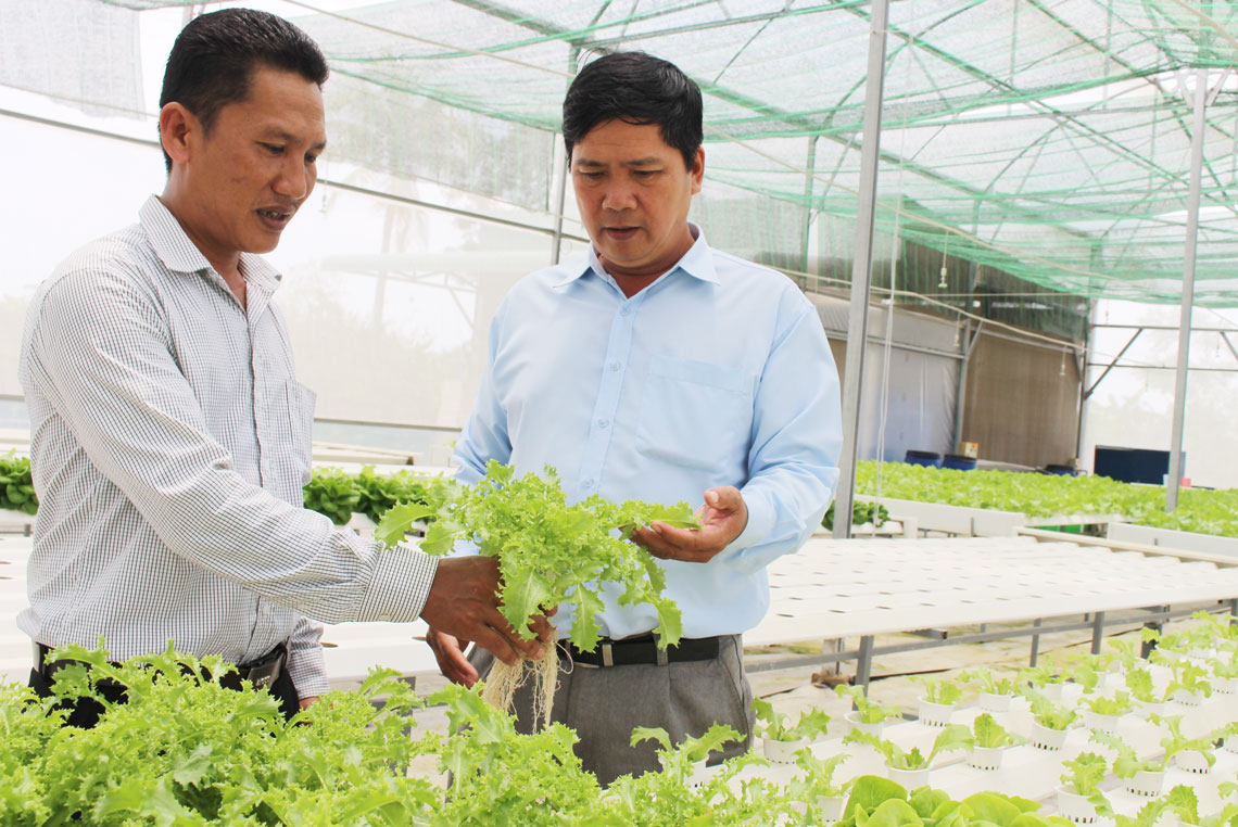 Hàng tháng, sản lượng rau thủy canh của Hợp tác xã Rau an toàn Phước Hòa cung ứng cho khách hàng từ 800-1.000kg rau các loại