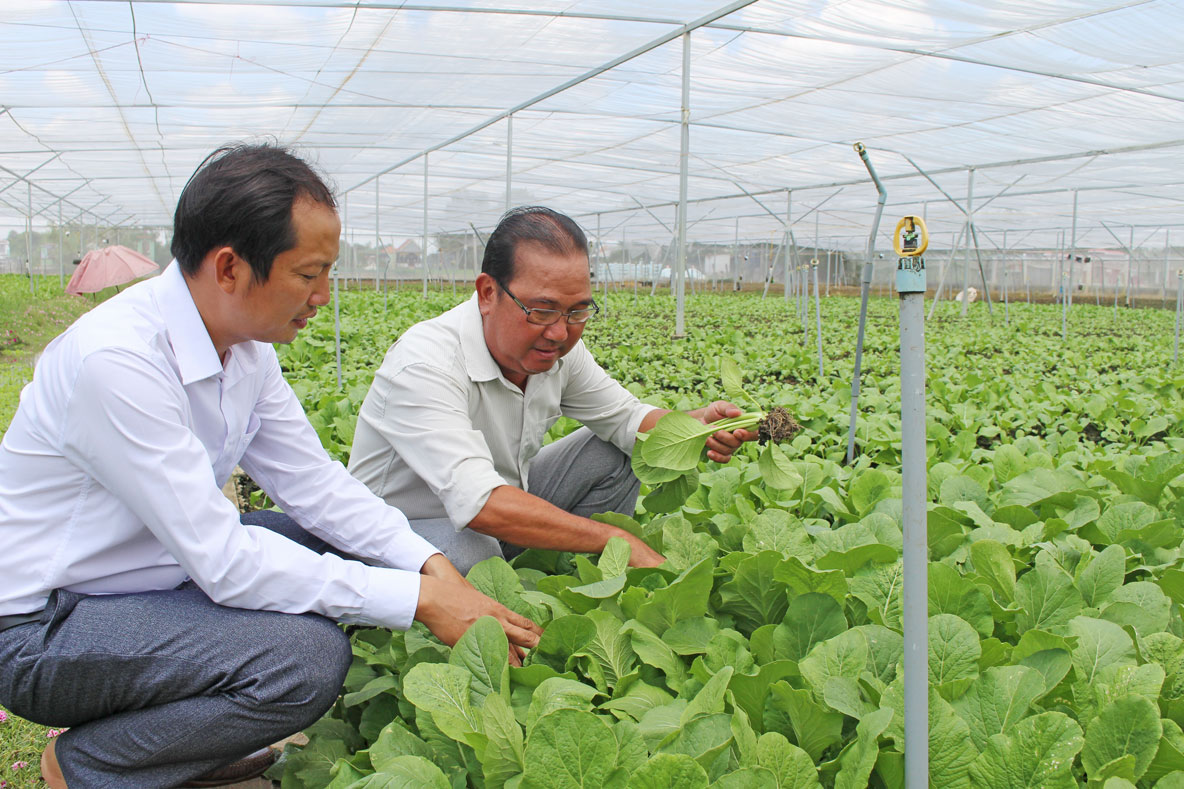Ông Trần Tiết Giao (phải) trồng rau trong nhà lưới, góp phần mang lại hiệu quả kinh tế cao