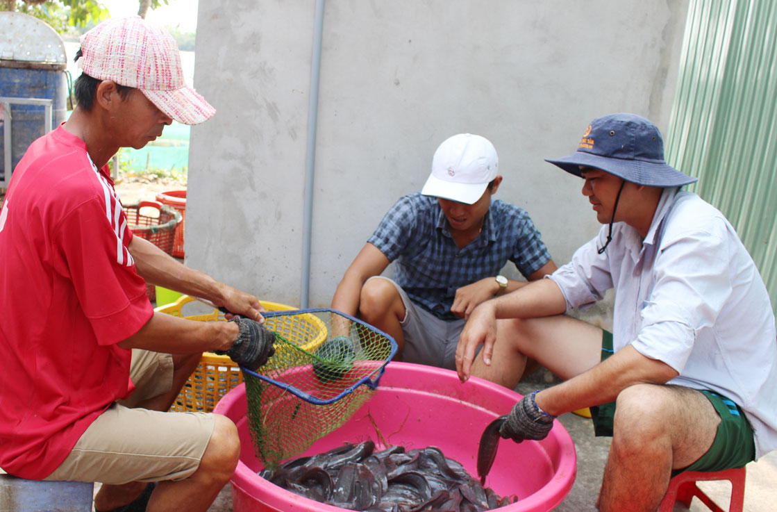 Tham gia mô hình Kinh tế hợp tác giúp thanh niên tăng nguồn thu nhập, cải thiện cuộc sống