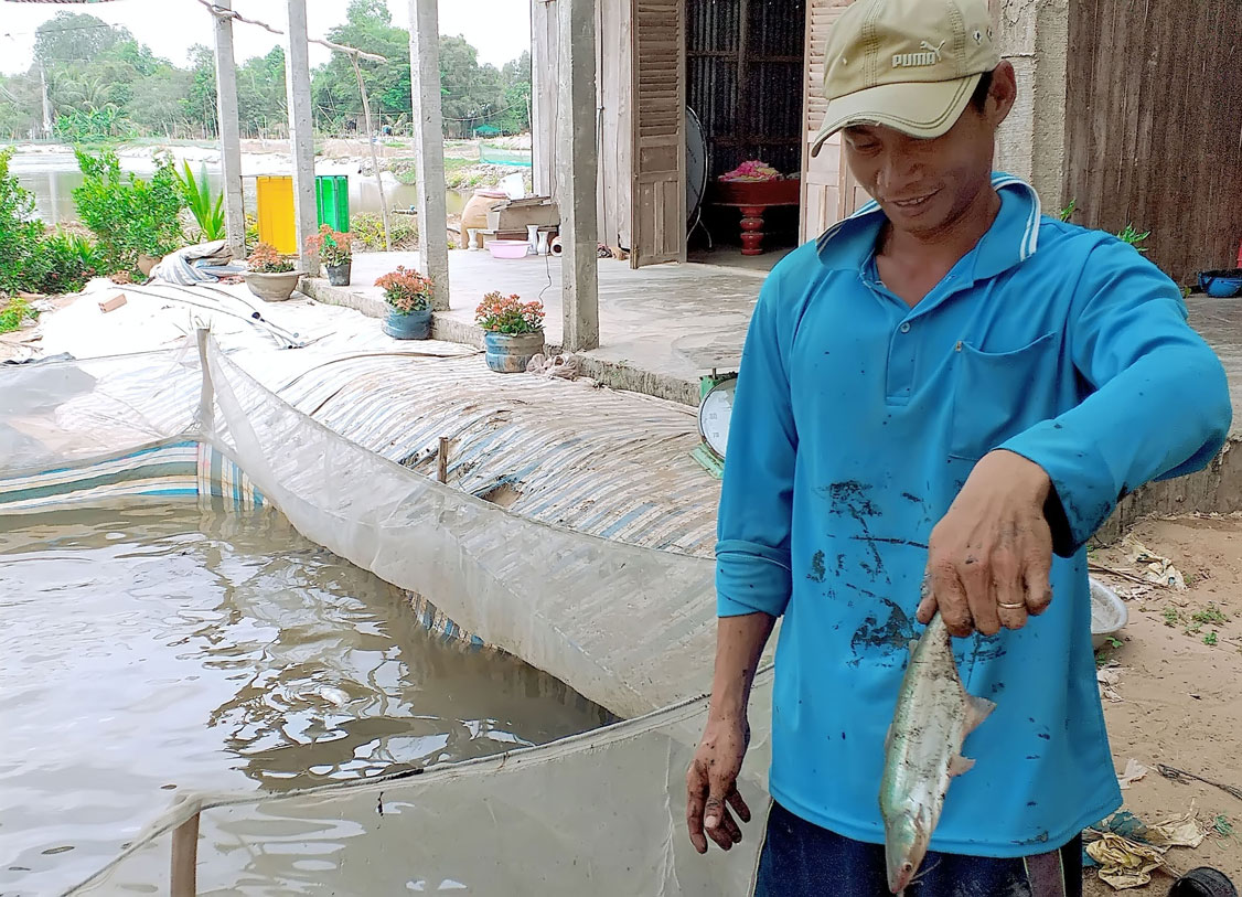 Mua nhầm con giống không bảo đảm chất lượng (cá tra không kỳ), nông dân không bán được cá