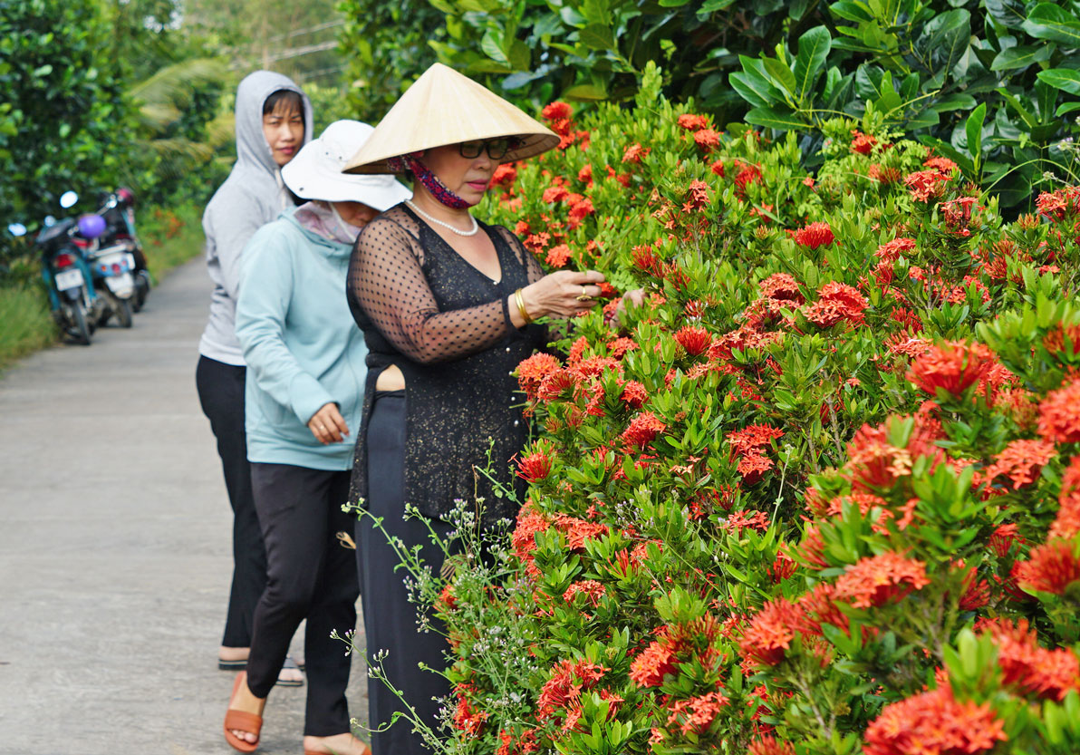 Nhờ bàn tay chăm sóc của các chị, những tuyến đường quê trở nên xanh, sạch, đẹp