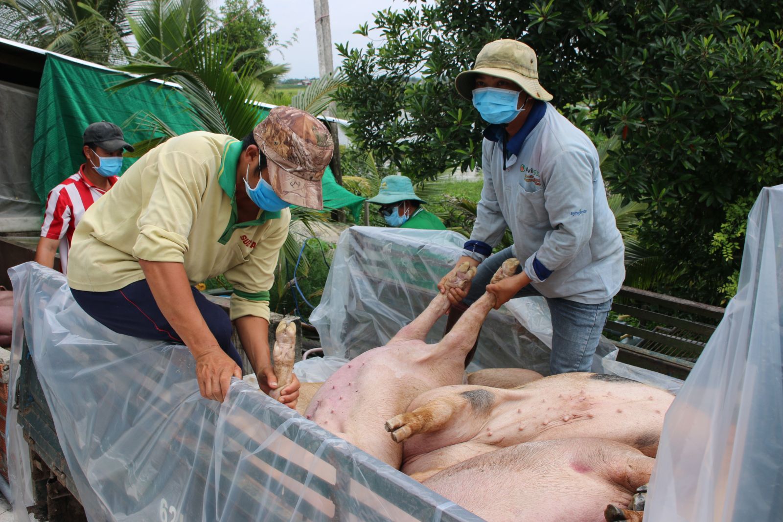 African swine fever has caused much damage to farmers