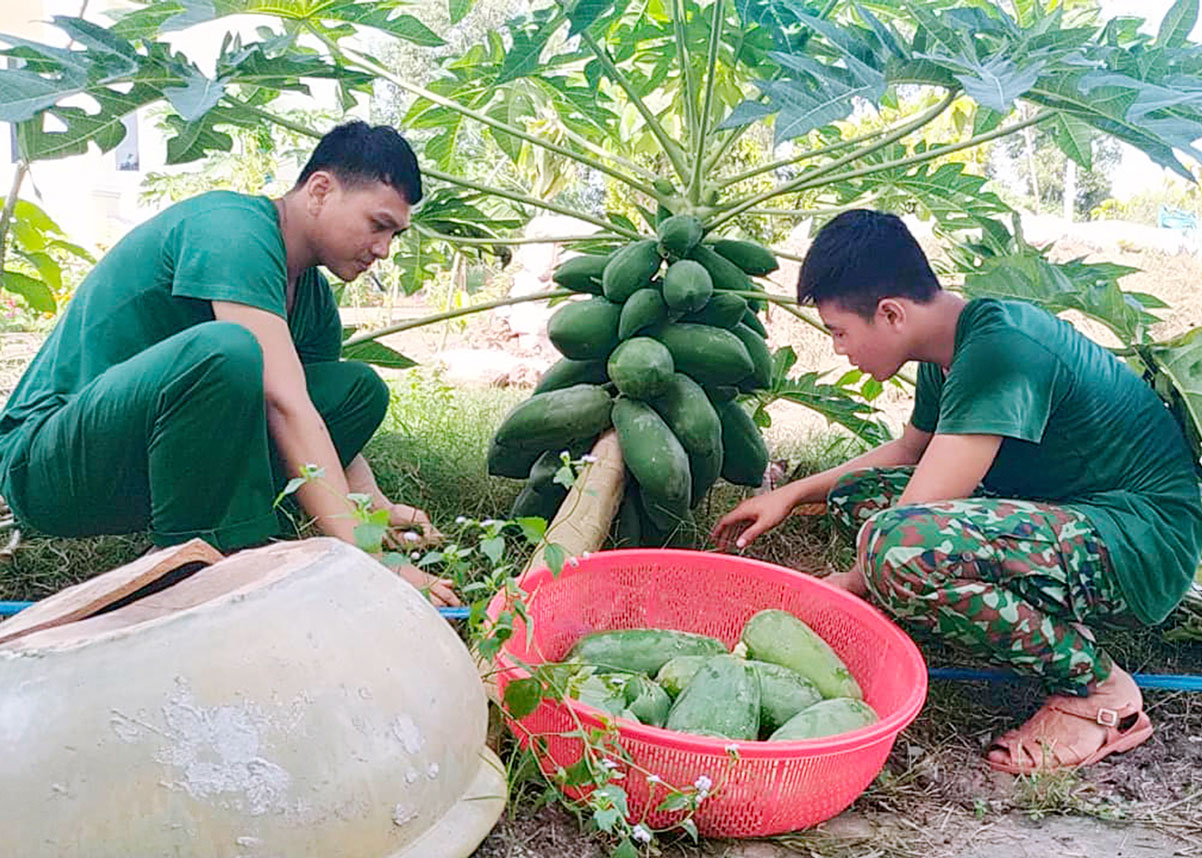 Tăng gia sản xuất ở đồn Biên phòng Thạnh Trị Để nâng cao hiệu quả tăng gia sản xuất, đơn vị chủ động gieo trồng đa dạng chủng loại rau, củ, quả phù hợp với điều kiện thổ nhưỡng
