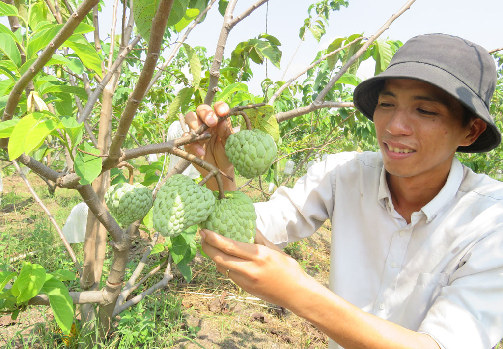 Cây na đang hấp dẫn người trồng vì lãi cao