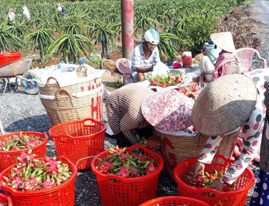 Long An: Only about 5% of dragon fruits exported to Europe