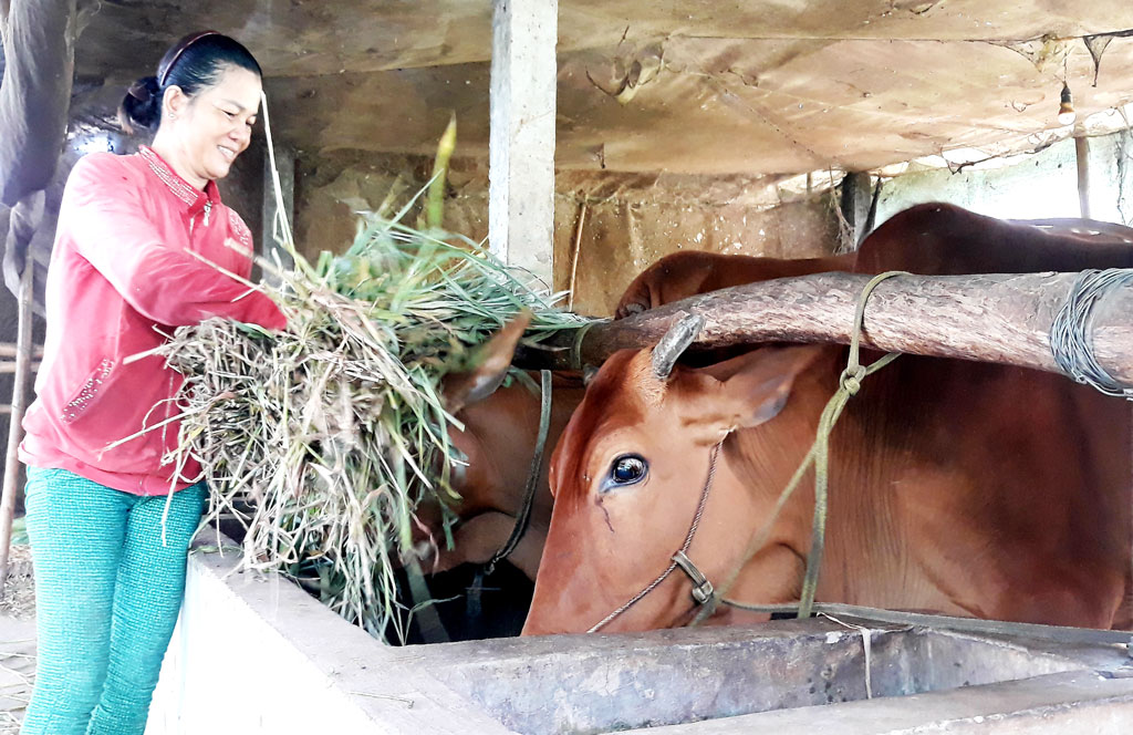 Từ nguồn vốn vay, chị Phan Thị Mào phát triển đàn bò, vươn lên làm giàu