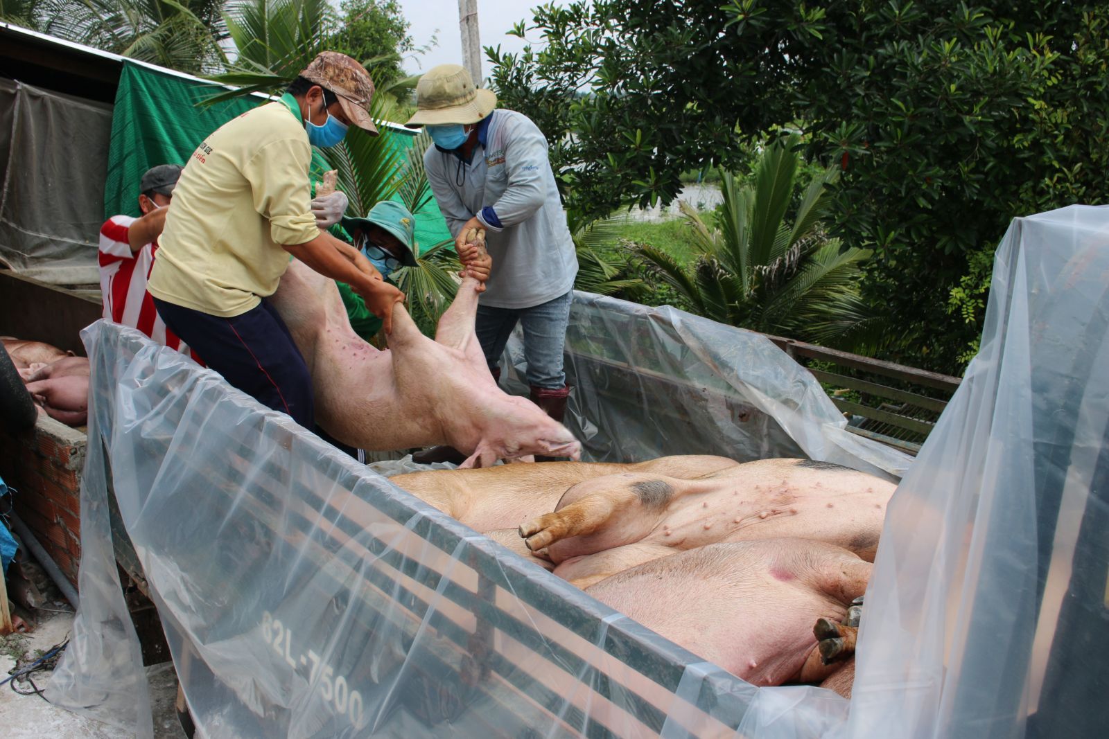 Vinh Hung: No more new outbreak of African swine fever detected Vinh Hung destroys 1,282 pigs with ASF