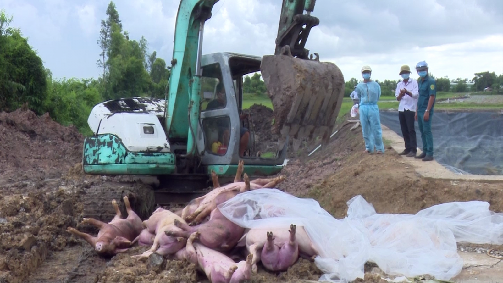 Vinh Hung: No more new outbreak of African swine fever detected Vinh Hung does not detect any new outbreak of ASF after more than 30 days
