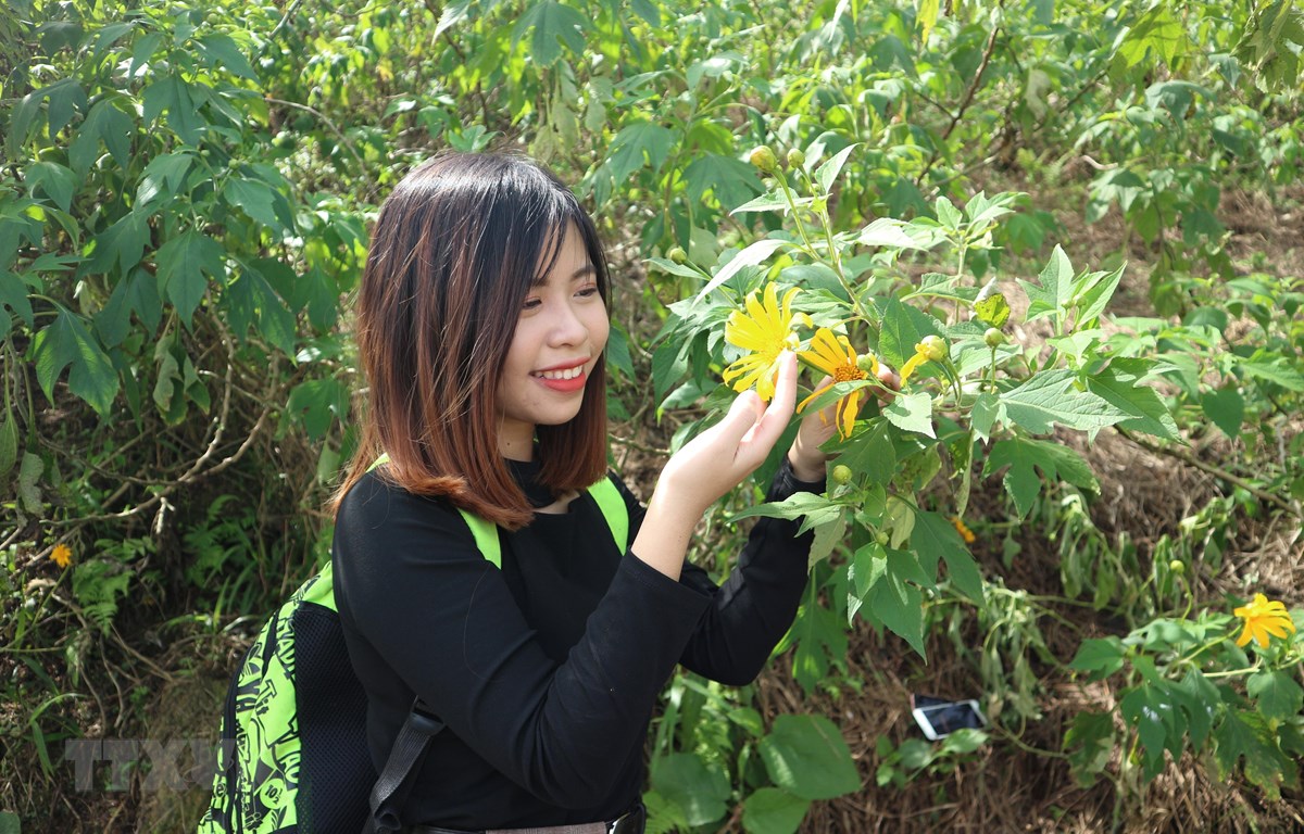 Du khách nườm nượp đổ về Vườn Quốc gia Ba Vì ngắm hoa dã quỳ nở rộ Nhiều bạn trẻ ở các tỉnh thành lân cận Hà Nội cũng tìm đến Ba Vì để ngắm hoa dã quỳ nở. (Ảnh: Mạnh Khánh/TTXVN)