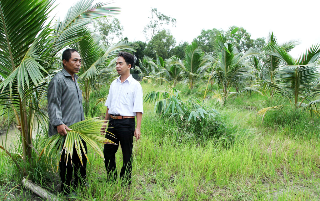 Mô hình trồng dừa xen tre lấy măng của ông Lê Tấn Phước, ấp 4, xã Long Sơn