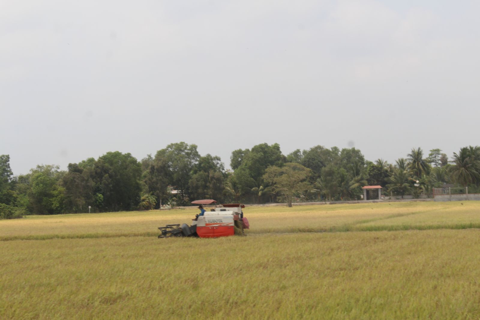 High quality rice accounts for about 55 percent of the total rice seed structure