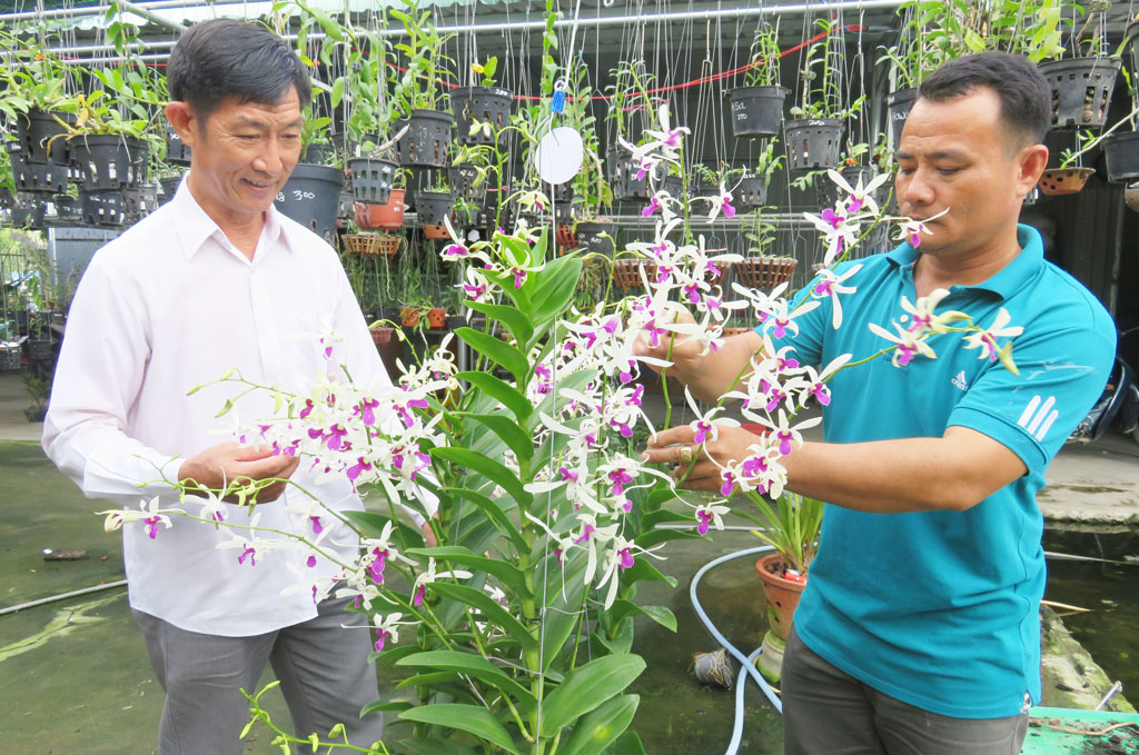 Ông Bùi Chí Hữu (bên trái) và anh Trần Trường Vinh (bên phải) cùng chậu lan Dendro nắng Bà Liễu của anh Vinh, đoạt giải ba  tại hội thi do Câu lạc bộ Hoa Lan Châu Phú, tỉnh An Giang tổ chức