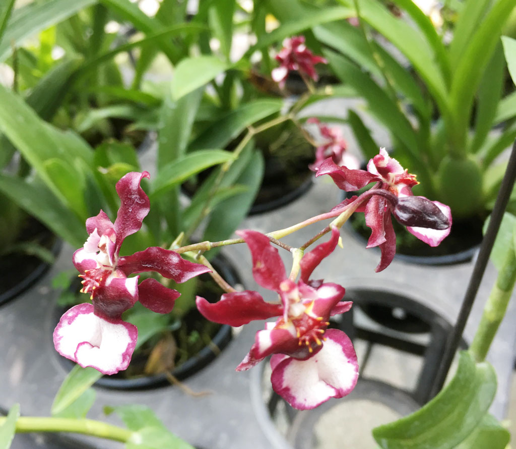Nơi hội tụ những người yêu hoa lan Những giò lan đẹp do anh Trần Trường Vinh trồng