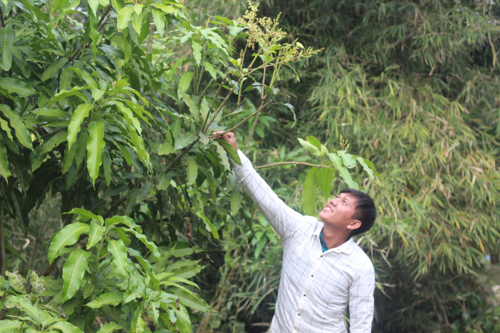 Vĩnh Hưng: Chuyển đổi cơ cấu cây trồng mang lại hiệu quả cao
