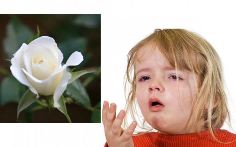 Hoa hồng bạch chữa ho hiệu quả: Lấy cánh hoa hồng bạch rửa sạch trộn với một ít đường phèn, cộng với một ít nước lọc, đem hấp cách thủy. Cho bé uống mỗi lần 1 thìa, mỗi ngày từ 3 đến 4 lần.