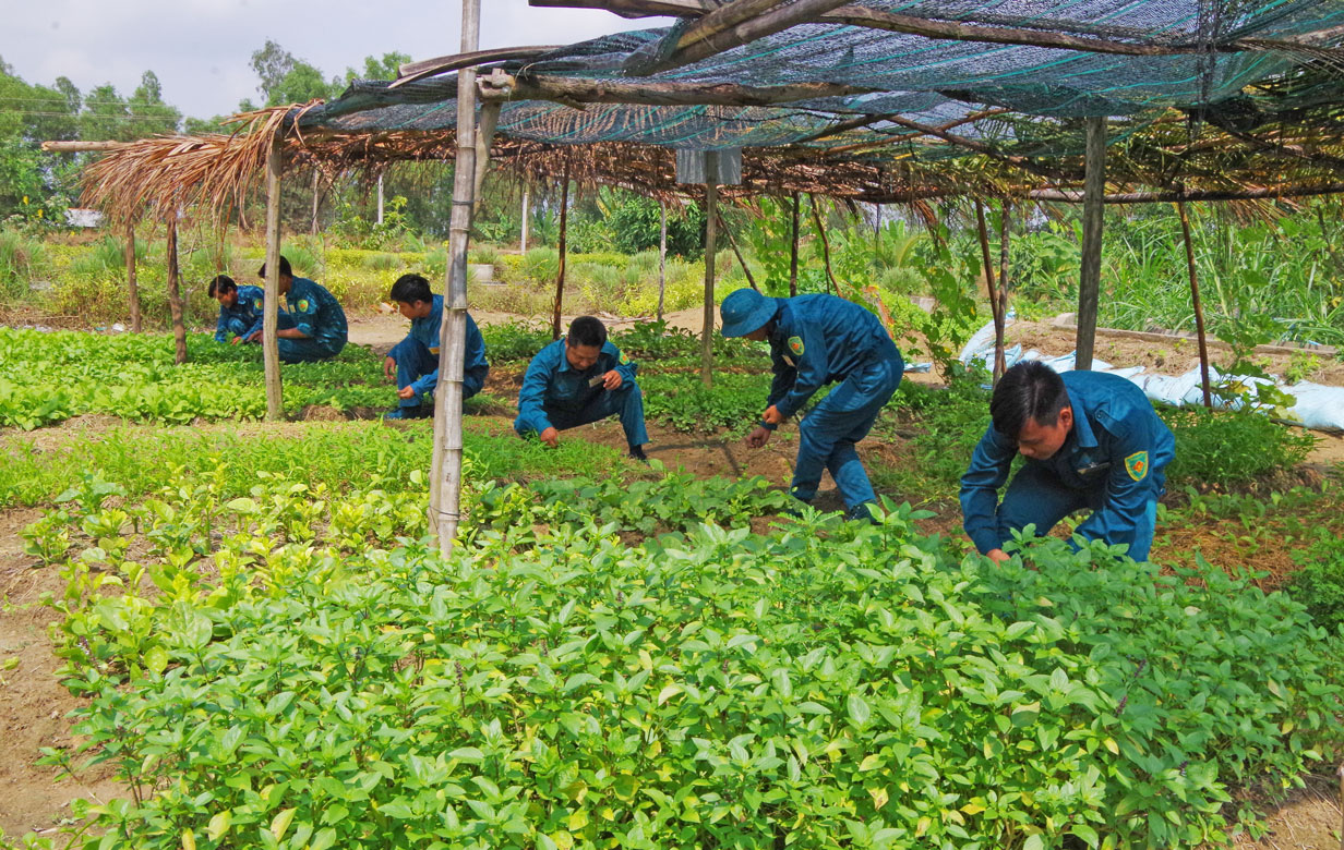 Chốt tập trung tăng gia, bảo đảm 100% rau xanh đưa vào bếp ăn