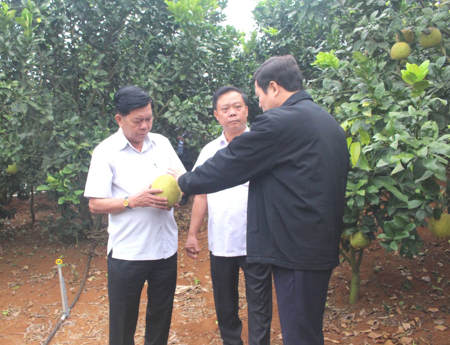 Long An mission learns experiences of hi-tech agriculture model in Son La province Long An Provincial People's Committee Chairman - Tran Van Can highly appreciates the high-tech production model in Son La province