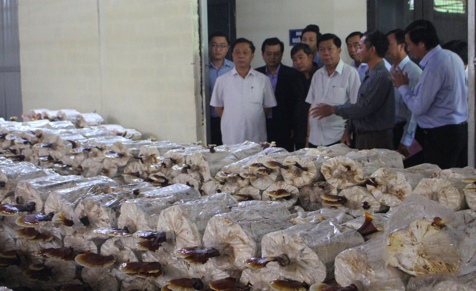 Delegation visits the model of growing lingzhi mushroom in Hat Lot townlet, Mai Son district, Son La province