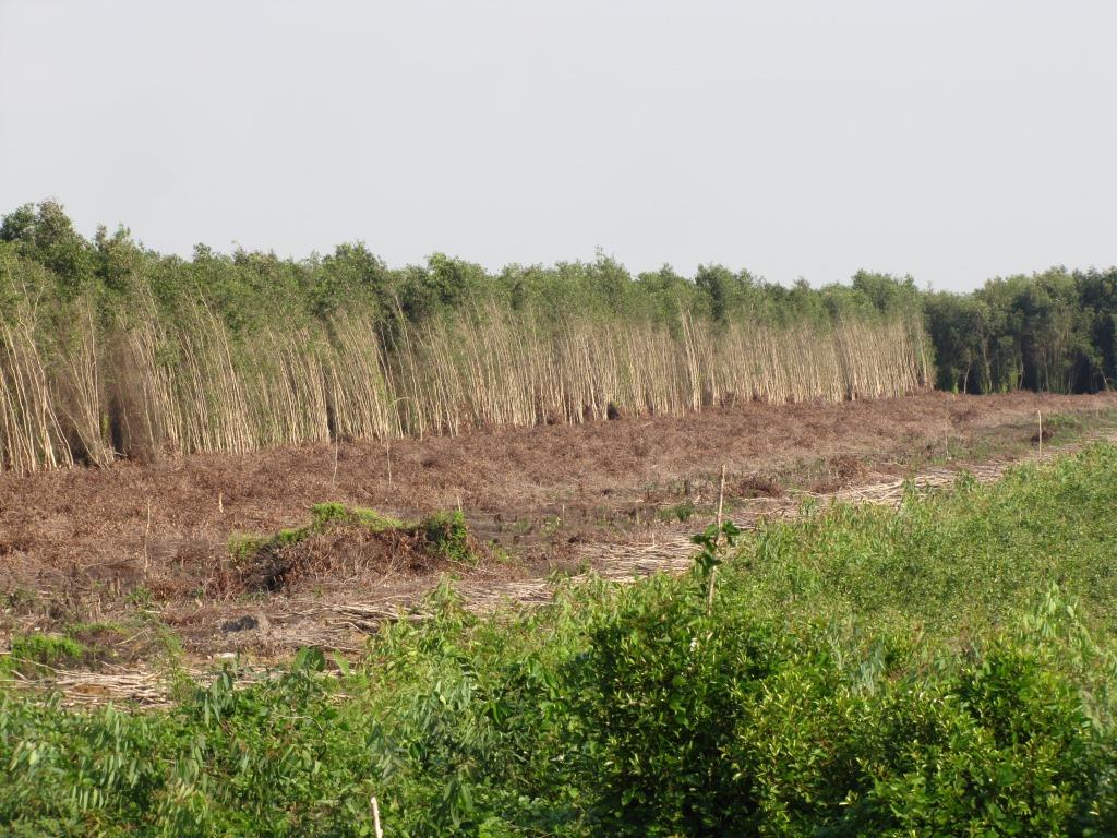 Đất lâm nghiệp tại huyện Thạnh Hóa