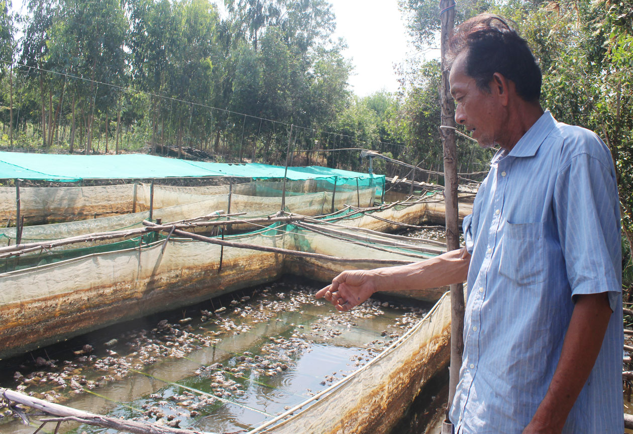 Có nguồn thức ăn từ trùn quế, ông Nguyễn Minh Ngọc mạnh dạn ươm ếch giống