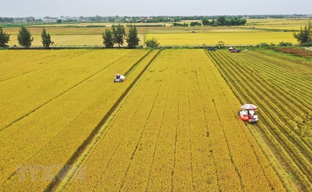 Can Tho city, JICA look into agricultural cooperation (Illustrative image: VNA)