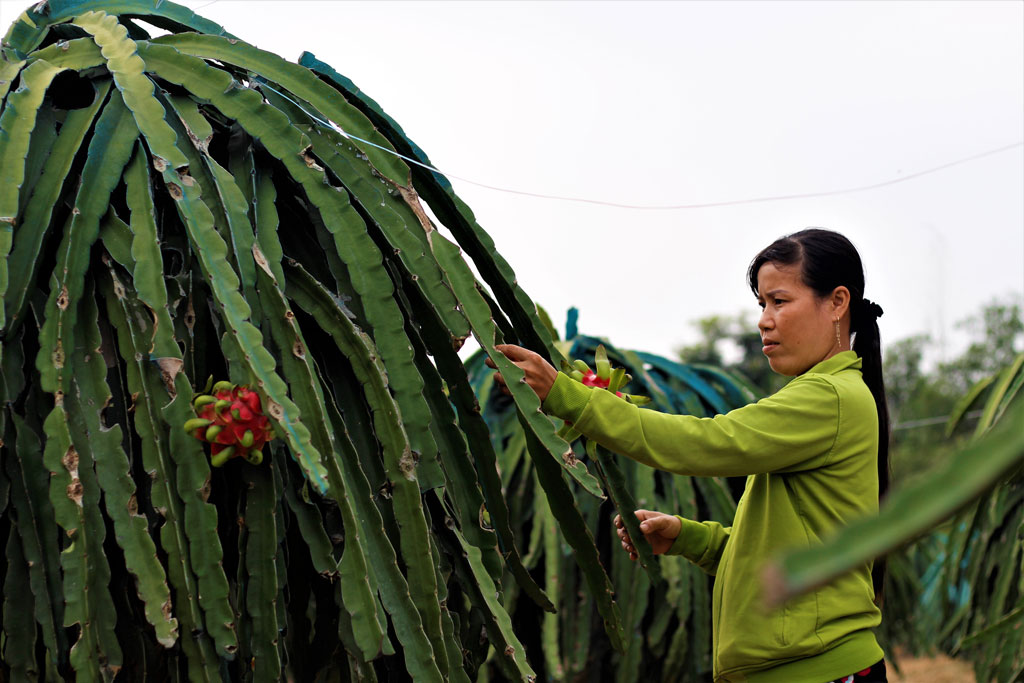 Nhiều nông dân trên địa bàn xã An Lục Long vươn lên thoát nghèo nhờ cây thanh long