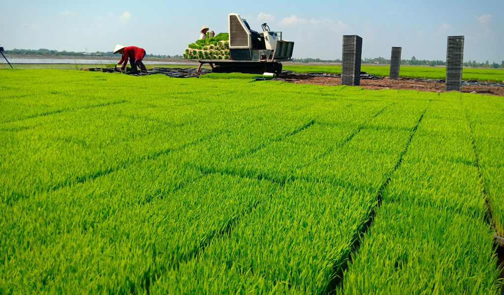 Nông dân chuyển từ canh tác lúa thương phẩm sang sản xuất lúa giống