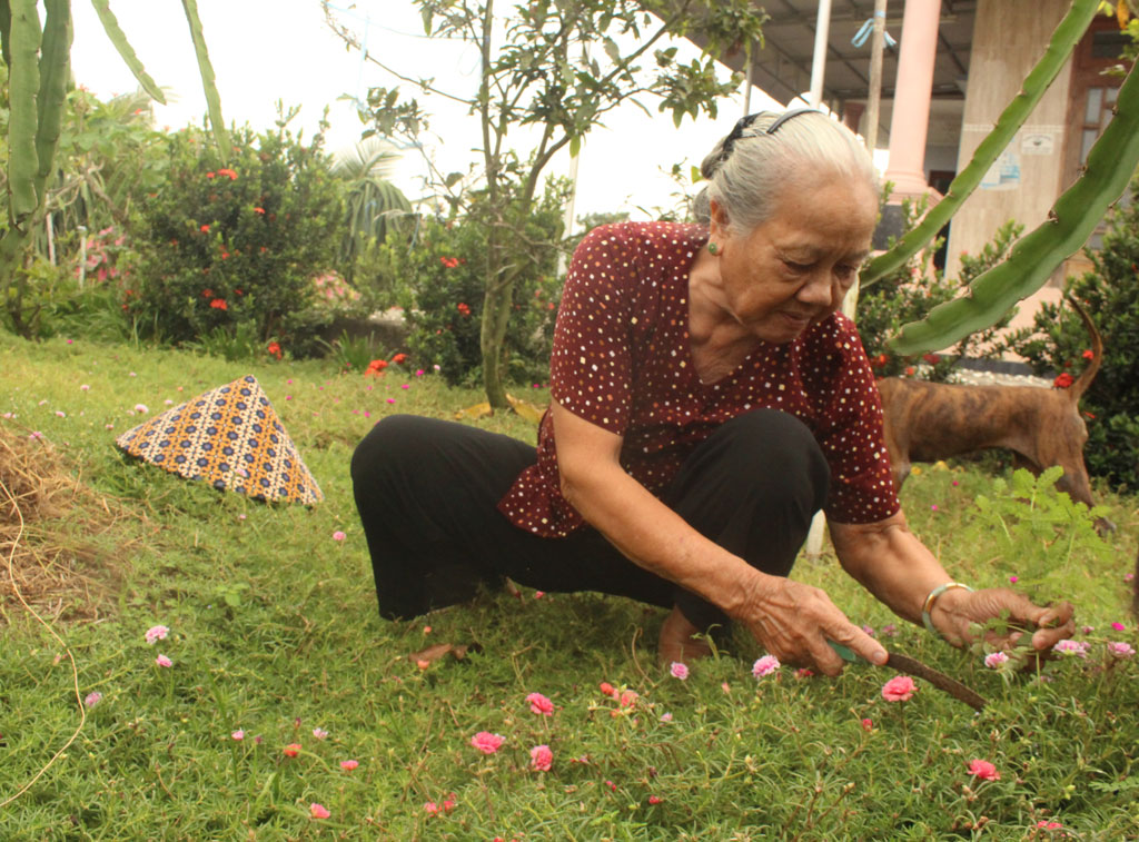 Bà Trần Thị Be trồng hoa mười giờ dưới tán thanh long