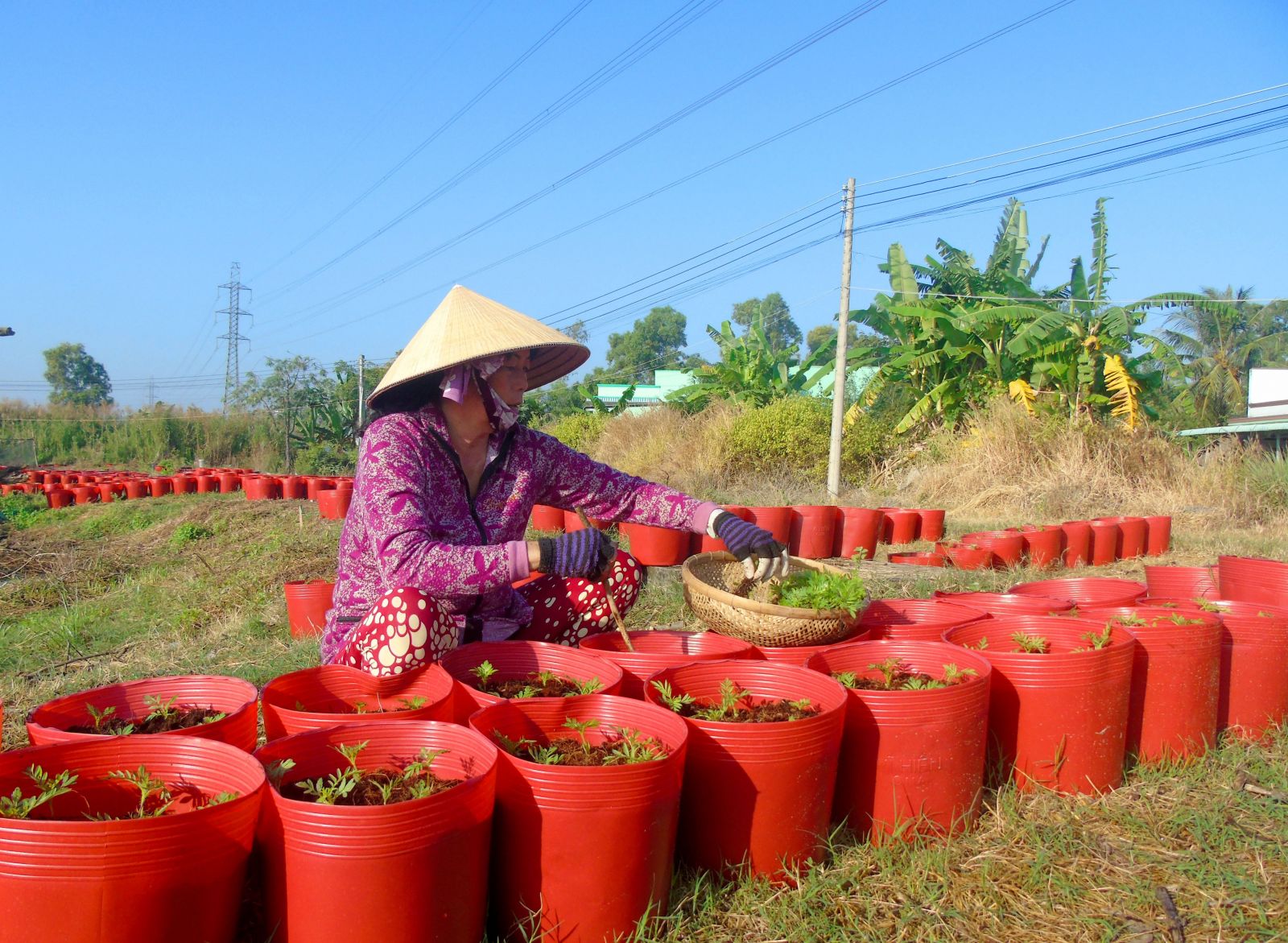 Kiếm thêm thu nhập từ nghề chăm sóc hoa tết