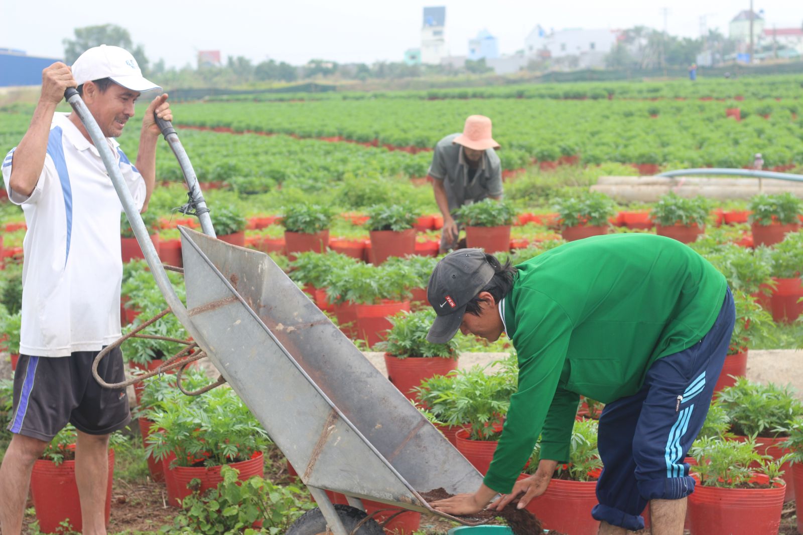 Kiếm thêm thu nhập từ nghề chăm sóc hoa tết
