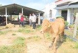 Phó Chủ tịch UBND tỉnh Long An - Phạm Văn Cảnh làm việc về hỗ trợ HTX điểm nuôi bò ứng dụng công nghệ cao