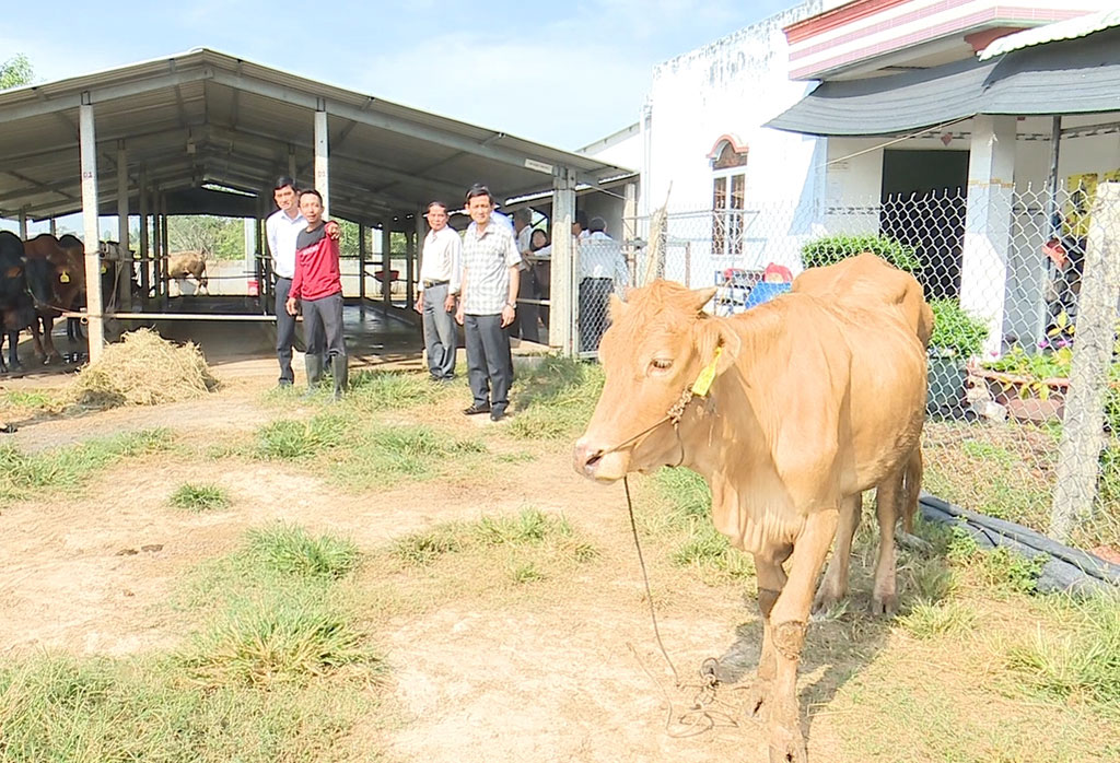 The delegation visited a cattle-feeding household for beef in reality in Hoa Khanh Dong commune