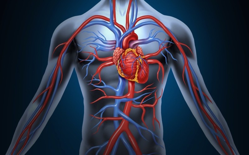 Cải thiện hệ tuần hoàn máu: Ăn ớt thường xuyên sẽ có tác dụng giải độc máu, giúp giảm cholesterol, giảm thiểu nguy cơ mắc các bệnh lý về tim mạch.