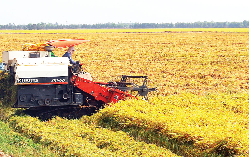 Nhiều địa phương đã thu hoạch lúa Đông Xuân sớm