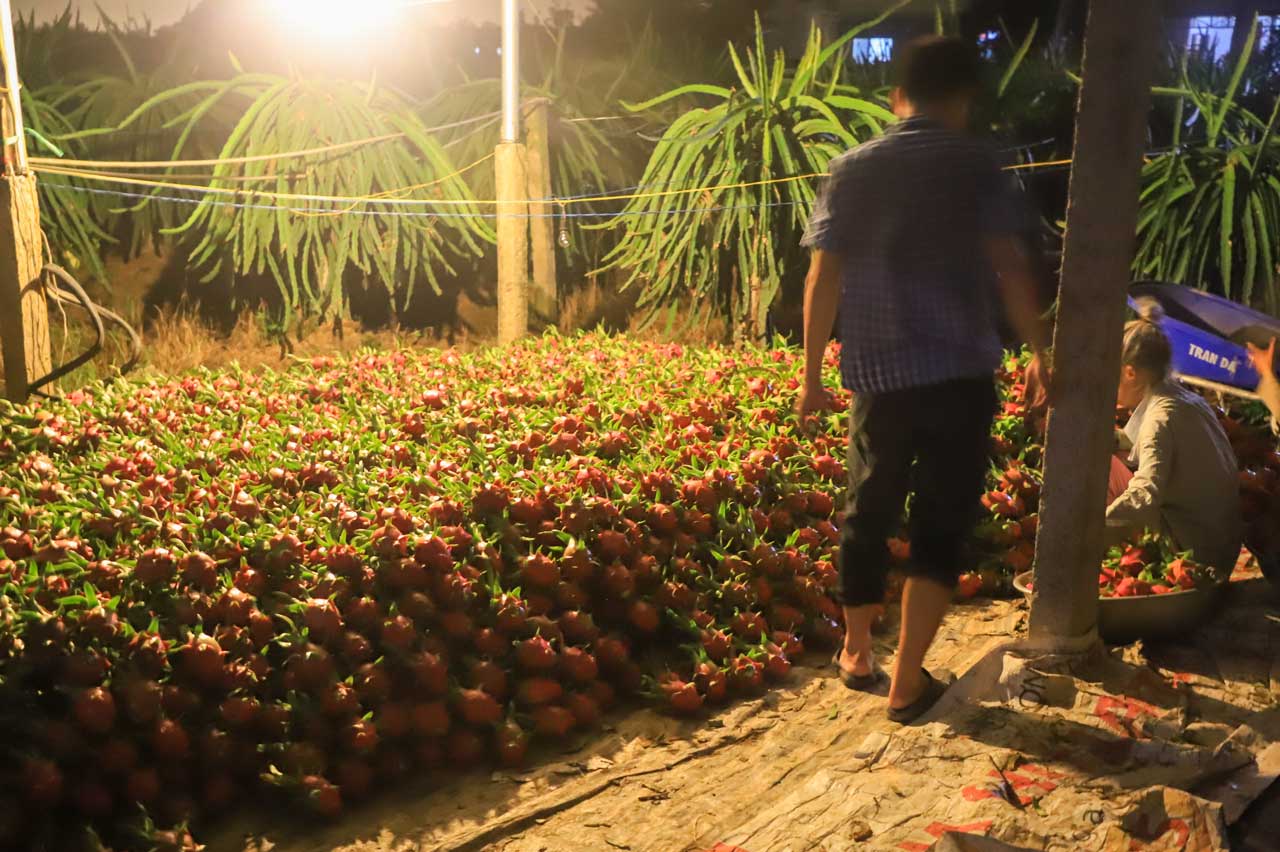 Nhờ có đường, đèn điện, người dân thu hoạch Thanh long vào ban đêm đỡ nặng nhọc và việc vận chuyển thuận lợi hơn