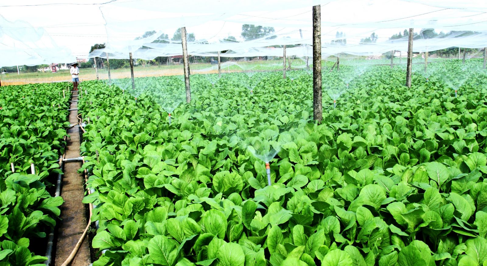 Thanks to Farmer Support Fund, many farmers produce effectively